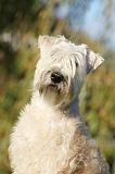 IRISH WHEATEN TERRIER 011